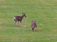 FAUNE 4 (20).JPG